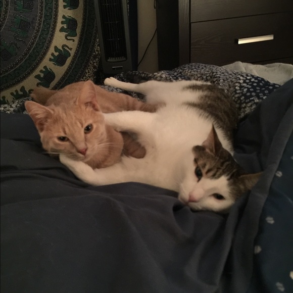 Proud Cat Mom 💕 - Picture 5 of 7